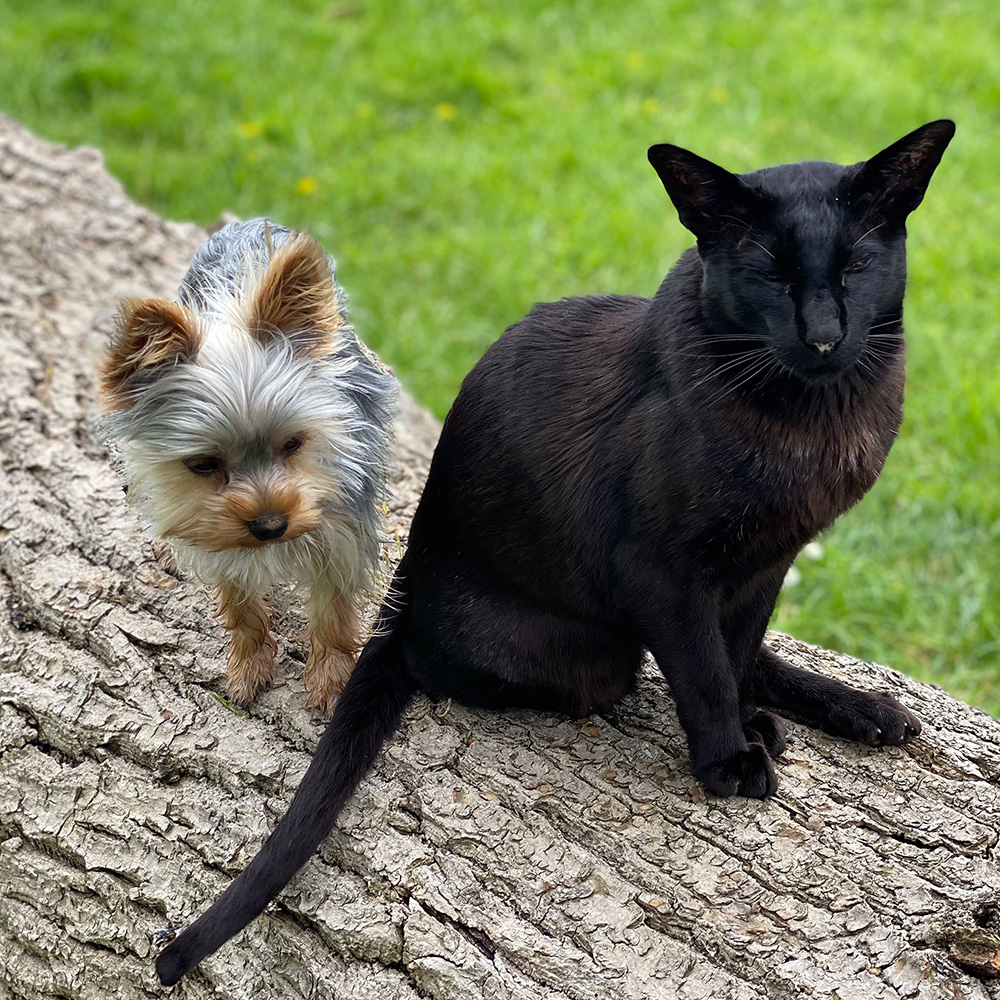 Squid and Westie